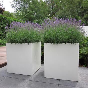 CARREZ Standard Pflanzengefässe aus Fiberglas seidengrau